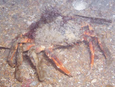 A dorset Spider Crab!