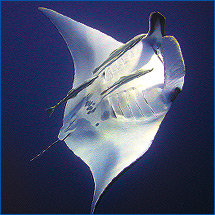 Red Sea Manta Ray, taken by Steve Griffiths