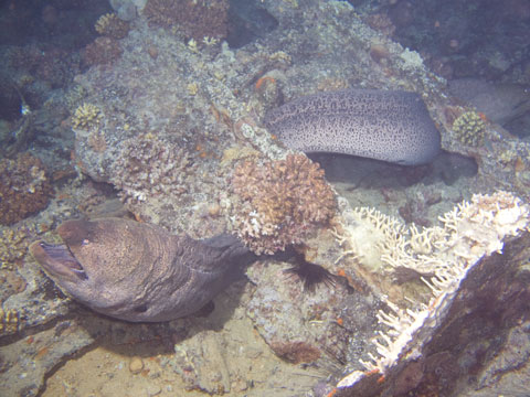 Moray eel  on the Barge