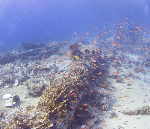 Yolander Reef at Ras Mohammed