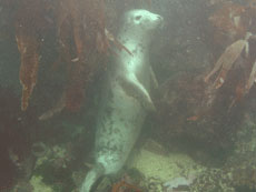 A Meer cat seal